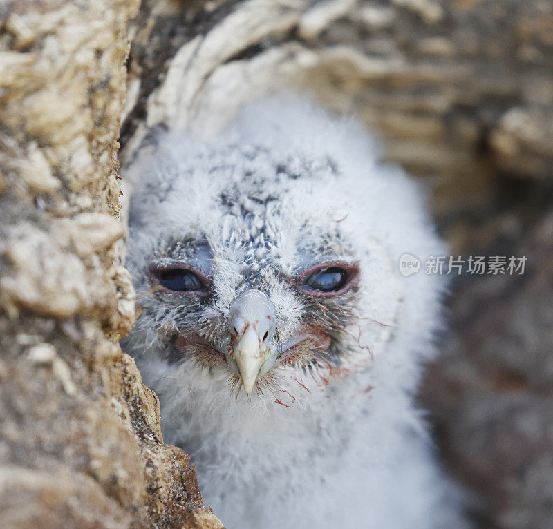 黄褐色猫头鹰(Strix aluco)年轻的鸟